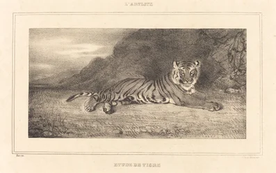 Studie av en tiger.