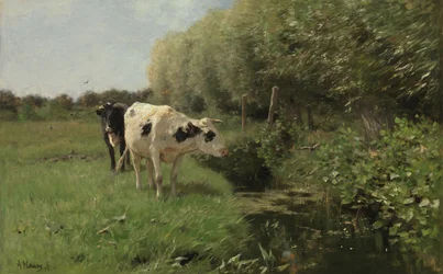 Kyr på beite
