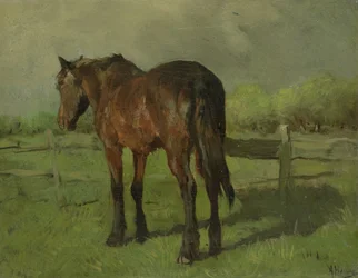 Hest