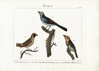 Barbet, veverfugl og paradisfluesnapper