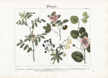 Fargeplanter og kapersbusk