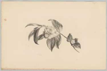 Blomster Flower and Fruit Studies (...) 3. episode (serietittel)