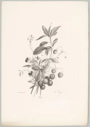 Blomster, jordbær og kirsebær Flower and Fruit Studies (...) 10. episode (serietittel)