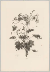 Blomster med torner Flower and Fruit Studies (...) 10. episode (serietittel)