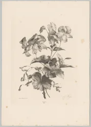 Diverse bloemen Bloem en Fruit Studien (...) 10e aflevering (series title)   1373560   no       norwegian Successfully Translated  Original: Jito Tenno (Workers Dyeing Cloth), from Hyakunin Isshu ubaga Etoki (The Hundred Poems Explained by the Nurse) Trans