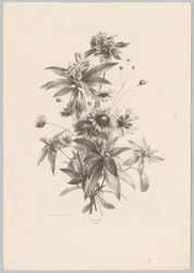 Ulike blomster Flower and Fruit Studies (...) 10. episode (serietittel)