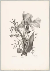 Ulike blomster Flower and Fruit Studies (...) 10. episode (serietittel)