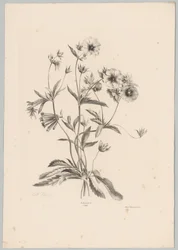 Ulike blomster Flower and Fruit Studies (...) 10. episode (serietittel)