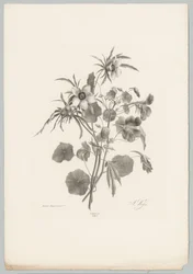 Ulike blomster Flower and Fruit Studies (...) 10. episode (serietittel)