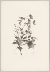 Ulike blomster Flower and Fruit Studies (...) 10. episode (serietittel)