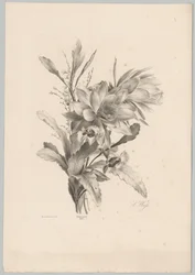 Ulike blomster Flower and Fruit Studies (...) 10. episode (serietittel)