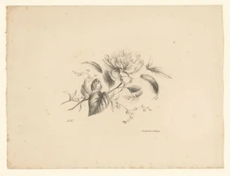 Ulike blomster Blomster og frukt (serietittel)