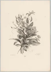 Hortensia og andre blomster Flower and Fruit Studies (...) 10. episode (serietittel)