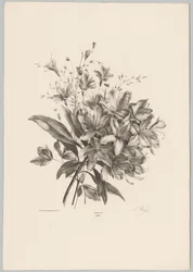 liljer Flower and Fruit Studies (...) 10. episode (serietittel)