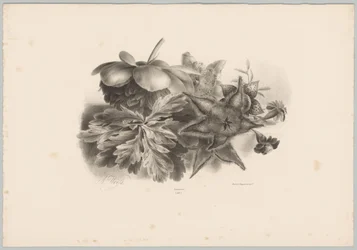 Pasjonsblomster og blader Flower and Fruit Studies (...) 10. episode (serietittel)