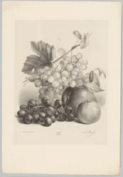 Røde og hvite druer og epler Flower and Fruit Studies (...) 10. episode (serietittel)