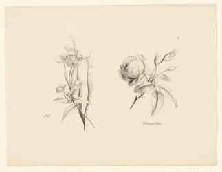 Rose og annen blomst Blomster og frukt (serietittel)