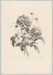 Rose og nellikeblomst Flower and Fruit Studies (...) 10. episode (serietittel)
