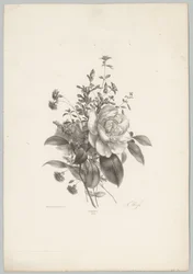 Roser, nelliker og fuchsia Flower and Fruit Studies (...) 10. episode (serietittel)