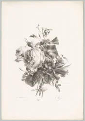 Roser og kalkformede blomster Flower and Fruit Studies (...) 10. episode (serietittel)