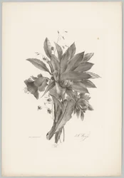 Stjerne- og klokkeformede blomster Flower and Fruit Studies (...) 10. episode (serietittel)