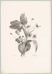 Tulipaner og tusenfryd Flower and Fruit Studies (...) 10. episode (serietittel)