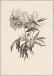 to blomster Flower and Fruit Studies (...) 10. episode (serietittel)