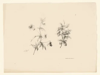 to blomster Blomster og frukt (serietittel)