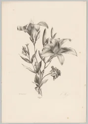 To liljer Flower and Fruit Studies (...) 10. episode (serietittel)