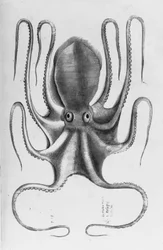Illustrasjon fra "Aquatilium animantium historia, liber primus" av Ippolito Salviani, 1554