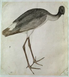 En svart stork står, vendt mot høyre. Tegning av Antonio di Puccio Pisano dit Pisanello (før 1395-1455). Brun blekk, brun vask, grå vask, svart stein, fjær. Mål: 20,8x18,7cm. Louvre, Cabinet des dessins
