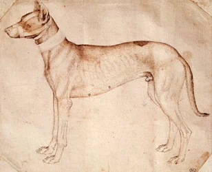 Studie av jakthund av Antonio Pisano kjent som Pisanello (før 1395-ca 1455), tegning med penn og brunt blekk