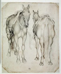 To seler, sett tre fjerdedeler, den ene forfra og den andre bakfra. Tegning av Pisano Antonio di Puccio dit Pisanello (1395-1455)