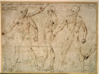 Tre nakne menn. Tegning av Antonio Pollaiuolo (Pollaiolo) (1432-1498)