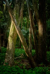 Afernoon, Tijuca-skogen, Brasil, 2022 (bilde)