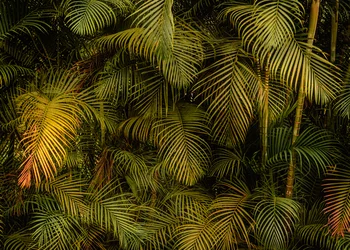 Palme IV, 2024 (digital fotografering)