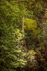 Regnskog VIII, 2020 (digitalt bilde)
