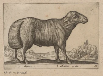 Arabisk schaap L Veruex/ I Montone arabo (tittel på objekt) Dieren en fablewezens (serietittel) Ny samling av verdens mest nysgjerrige dyr (serietittel)