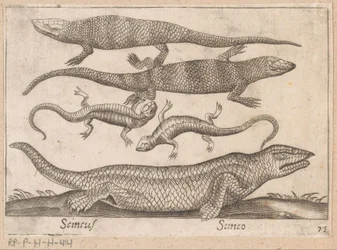 Hagedissen Scincus/ Scinco (tittel på objekt) Dieren en fabelwezens (serietittel) Nova raccolta de li animali piu curiosi del mondo (serietittel)