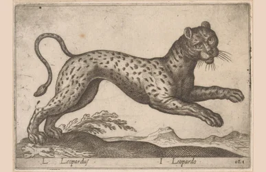 Leopard L Leopardus/ I Leopardo (tittel på objekt) Dieren en fablewezens (serietittel) Ny samling av verdens mest nysgjerrige dyr (serietittel)