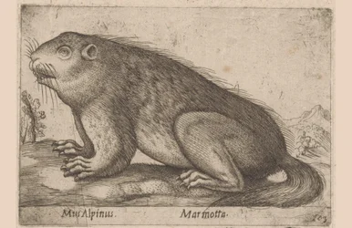 Marmot Mus Alpinus/ Marmotta (tittel på objekt) Dieren en fabelwezens (serietittel) Nova raccolta de li animali piu curiosi del mondo (serietittel)