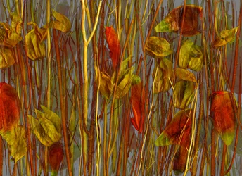 Det hemmelige skogen, 2014 (bilde)