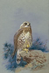 En røff buzzard