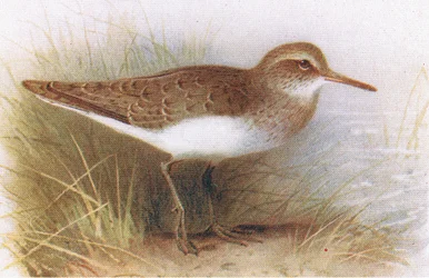 Vanlig sandpiper, fra Birds of the British Isles and Their Eggs utgitt av Frederick Warne & Co Ltd, 1958