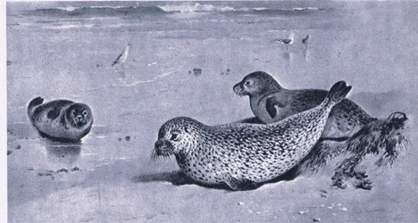 Common Seal, Nature in Britain utgitt av Collins