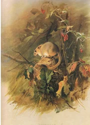 Dormus, fra Thorburns Mammals utgitt av Longmans og Co, ca. 1920