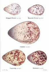 Egg: sandlo, dverglo, storspove, vipe, heilo, fra Fugler på De britiske øyer og deres egg, utgitt av Frederick Warne & Co Ltd, 1958