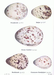 Egg: rugde; enkeltbekkasin, trelerke, rødstilk, strandsnipe, fra Fugler på De britiske øyer og deres egg, utgitt av Frederick Warne & Co Ltd, 1958