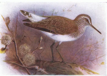 Green Sandpiper, fra Birds of the British Isles and Their Eggs utgitt av Frederick Warne & Co Ltd, 1958