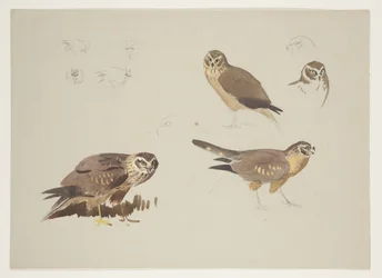 Harrier og ruff, ca. 1915 (akvarell og kroppsfarge over blyant på papir)